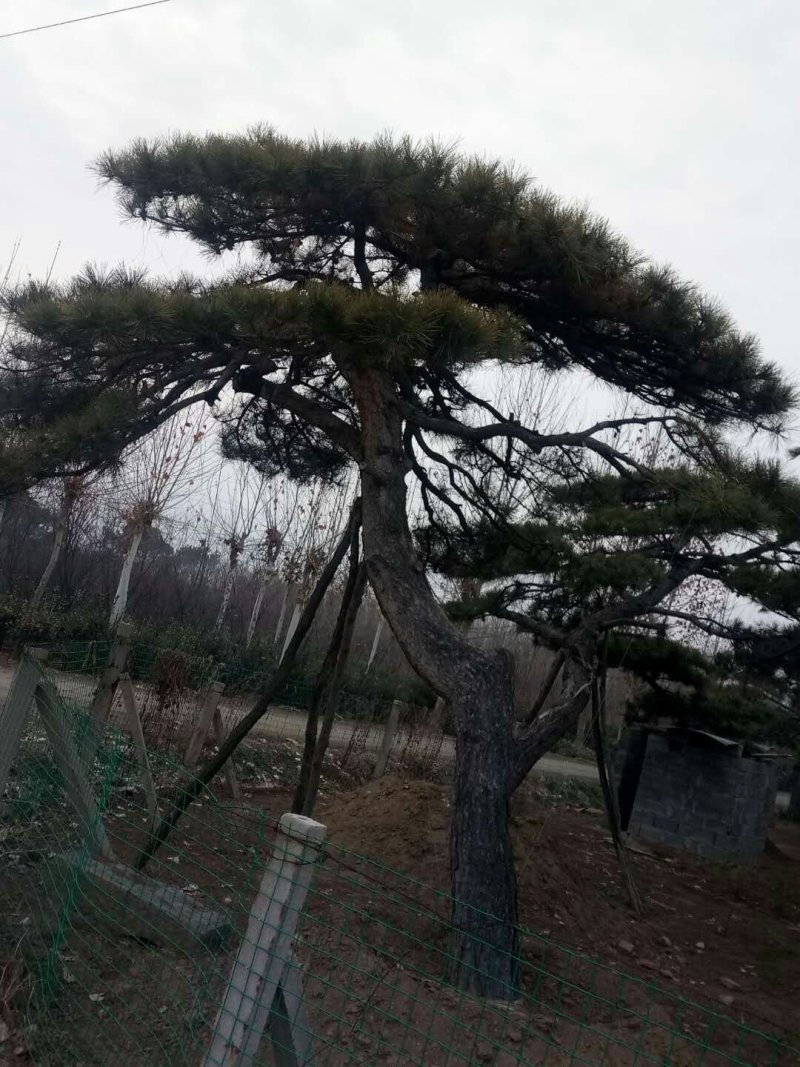 精品景松泰安景松造型奇特沧桑有劲造型奇特