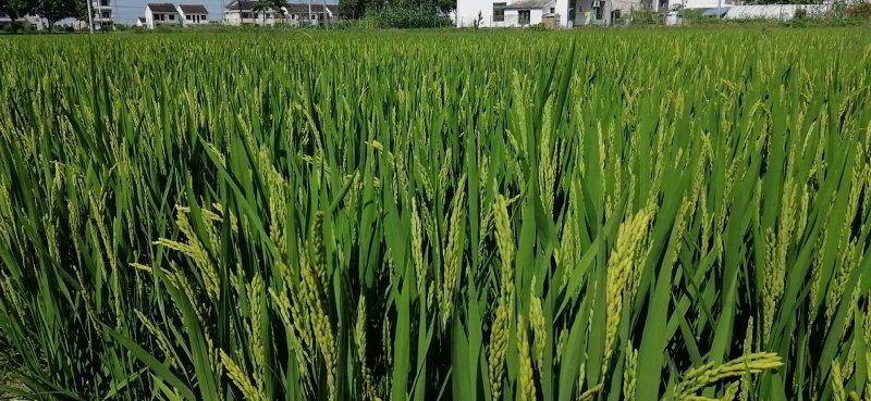 松江大米