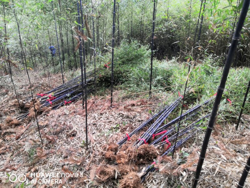 批发紫竹紫竹苗基地紫竹苗价格1-3公分规格齐全