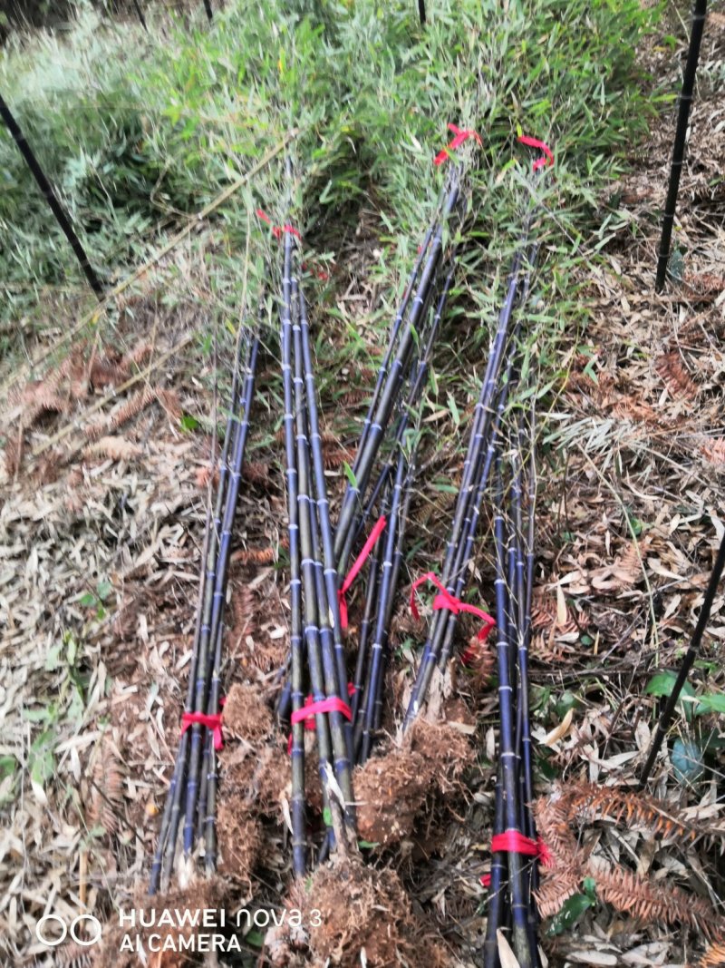 批发紫竹紫竹苗基地紫竹苗价格1-3公分规格齐全
