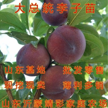 大总统李子苗嫁接李子树苗南北种植现挖现卖脱骨李子树苗果树