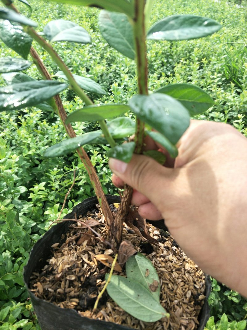 基地直销蓝莓苗都克蓝莓苗价格批发1-3年绿宝石蓝莓苗