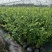 基地直销蓝莓苗都克蓝莓苗价格批发1-3年绿宝石蓝莓苗