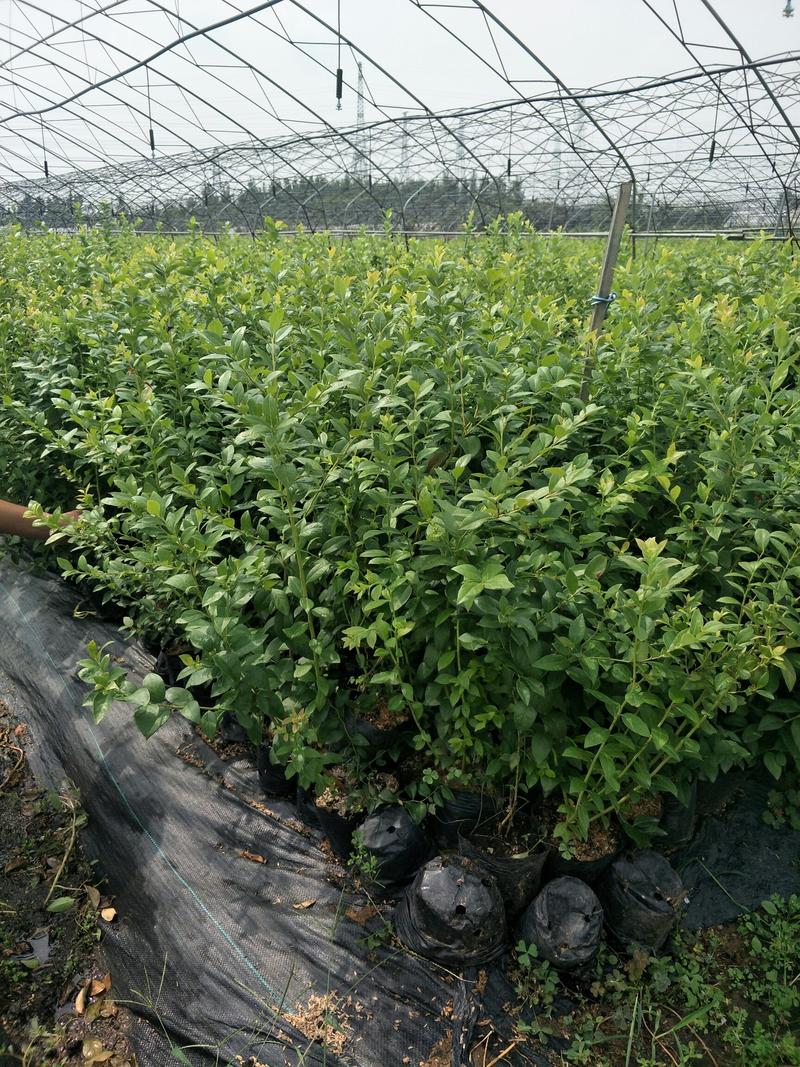 基地直销蓝莓苗都克蓝莓苗价格批发1-3年绿宝石蓝莓苗