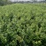 基地直销蓝莓苗都克蓝莓苗价格批发1-3年绿宝石蓝莓苗
