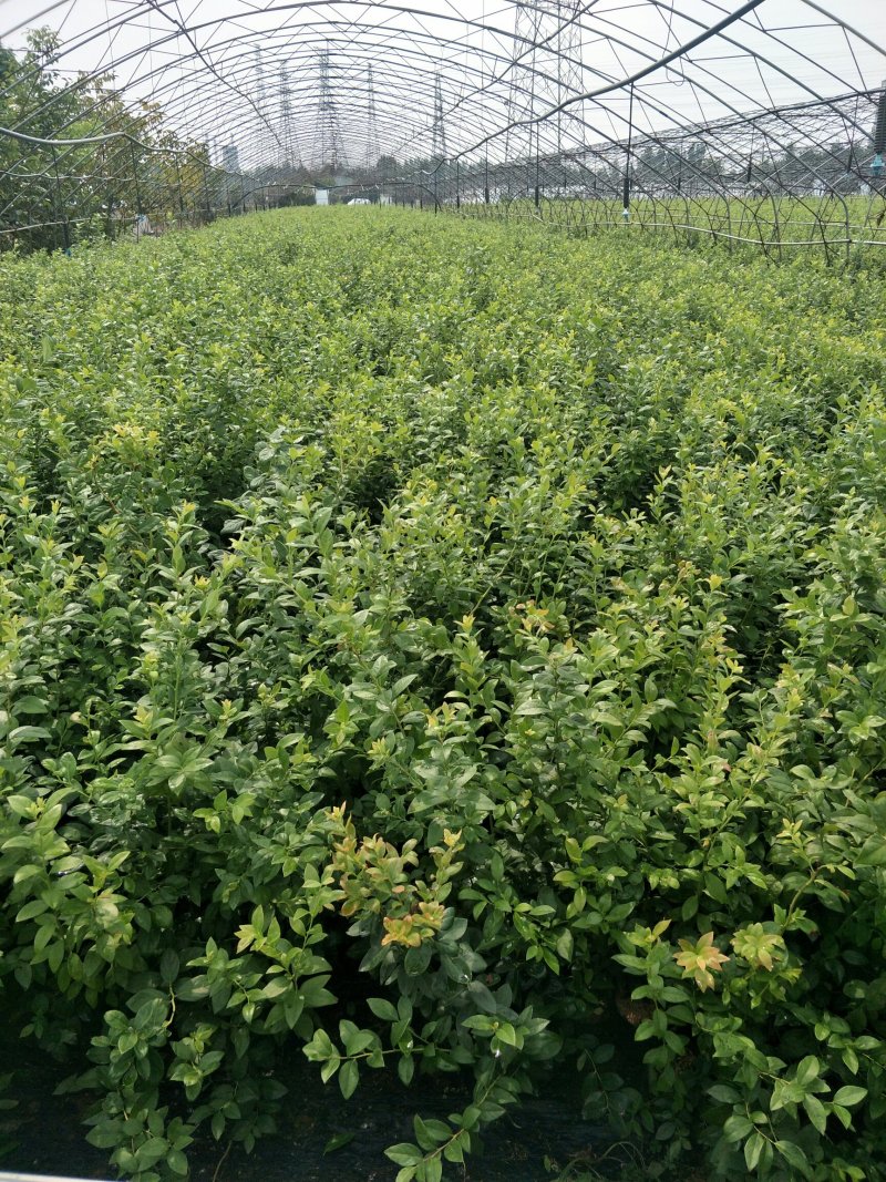 基地直销蓝莓苗都克蓝莓苗价格批发1-3年绿宝石蓝莓苗