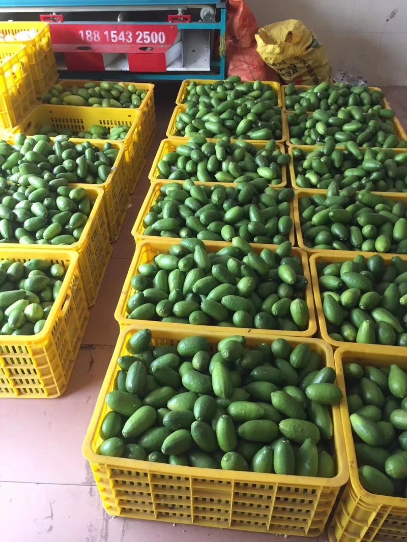 大量上市台湾无籽香水青柠