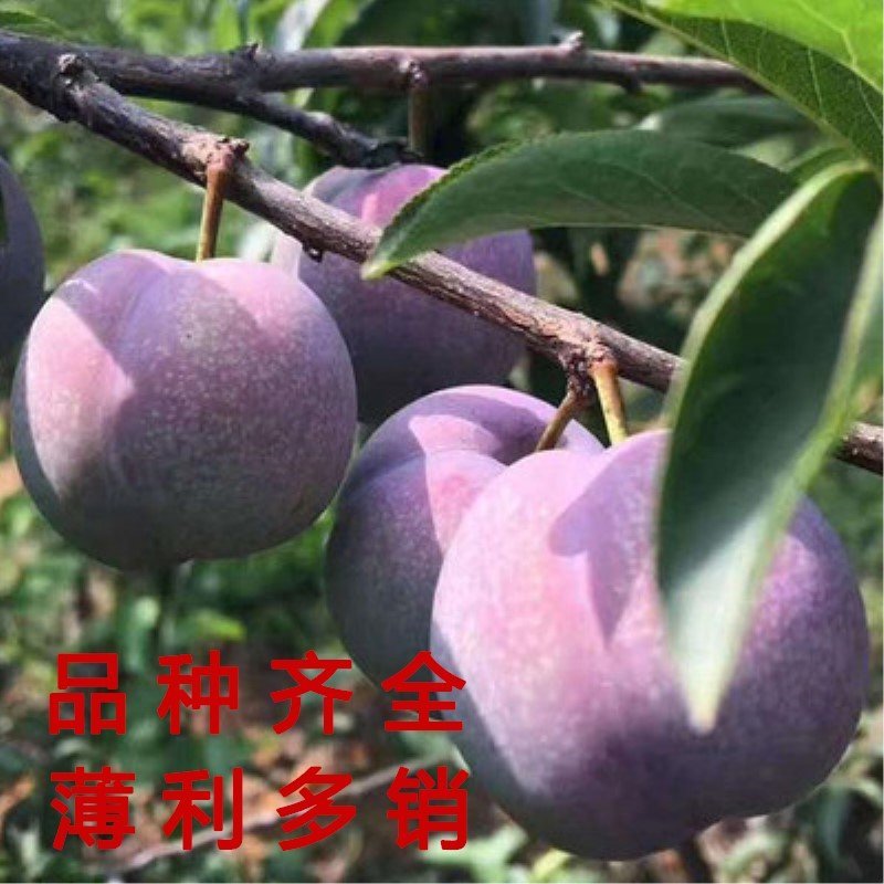 红布李子苗黑布林李子树苗嫁接品种李子树苗当年结果现挖现卖