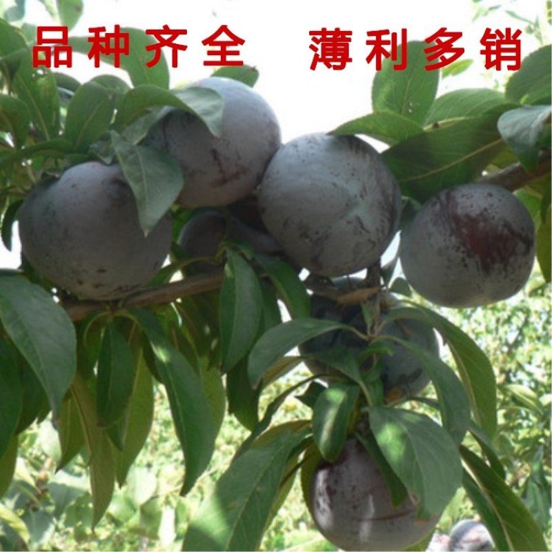 红布李子苗黑布林李子树苗嫁接品种李子树苗当年结果现挖现卖