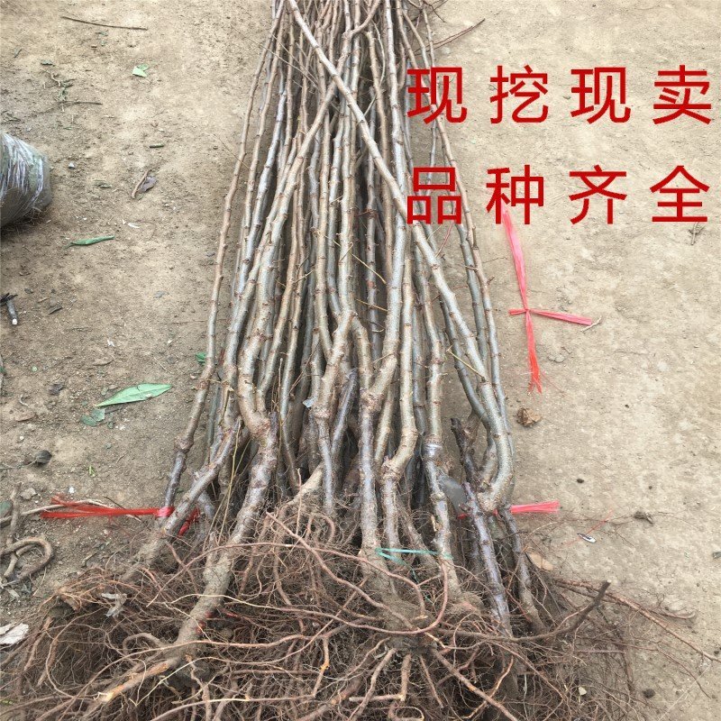 红布李子苗黑布林李子树苗嫁接品种李子树苗当年结果现挖现卖
