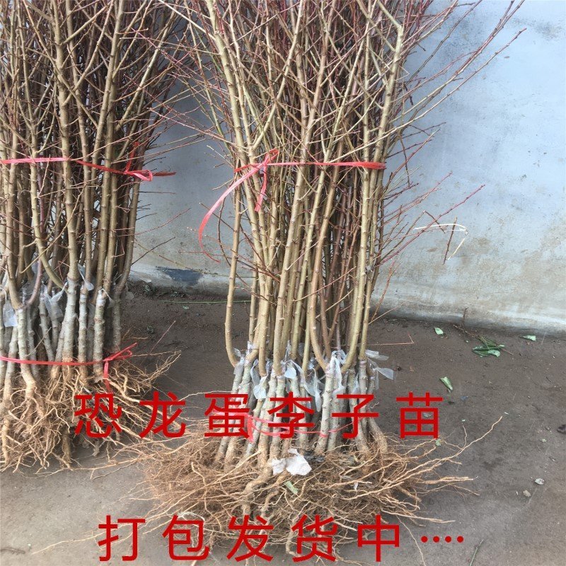 红布李子苗黑布林李子树苗嫁接品种李子树苗当年结果现挖现卖