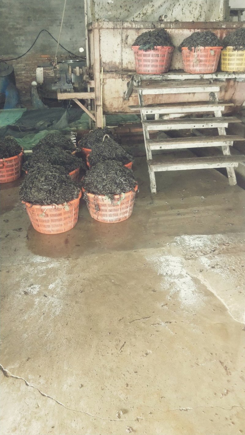 霞浦紫菜福建霞浦烘干厂一手货源