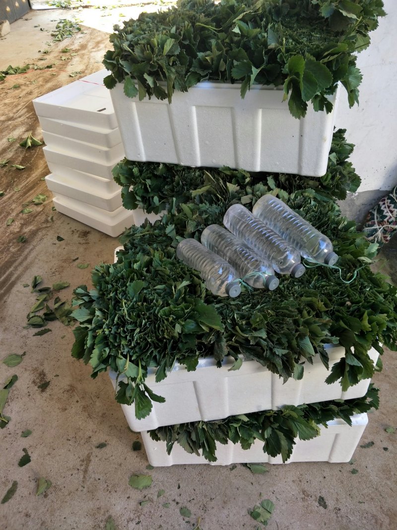 基地直销优质草莓苗章姬草莓苗批发奶油草莓苗价格