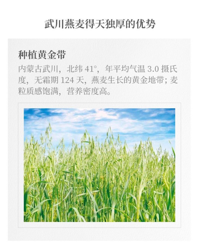 世界黄金生长带武川燕麦