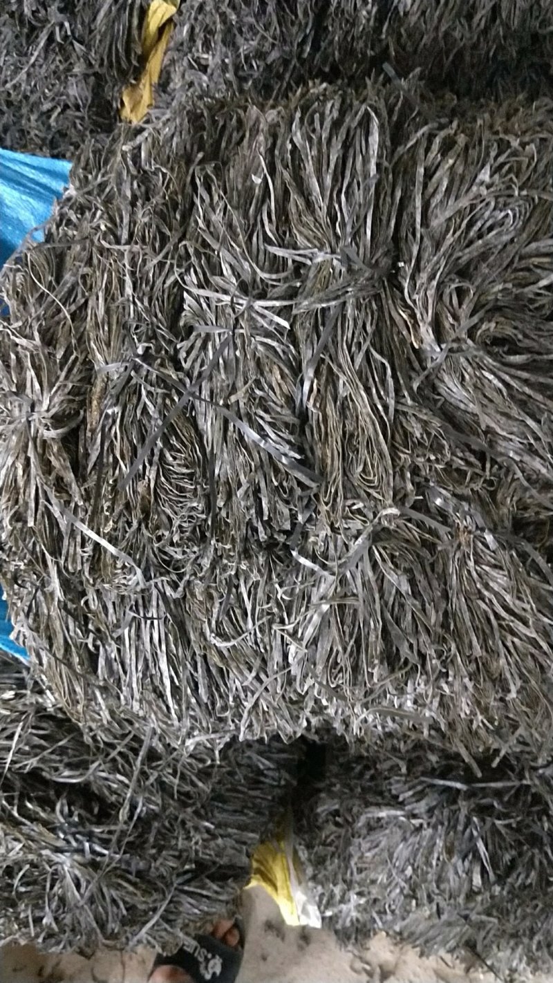 福建霞浦无沙纯青海带长丝大促销