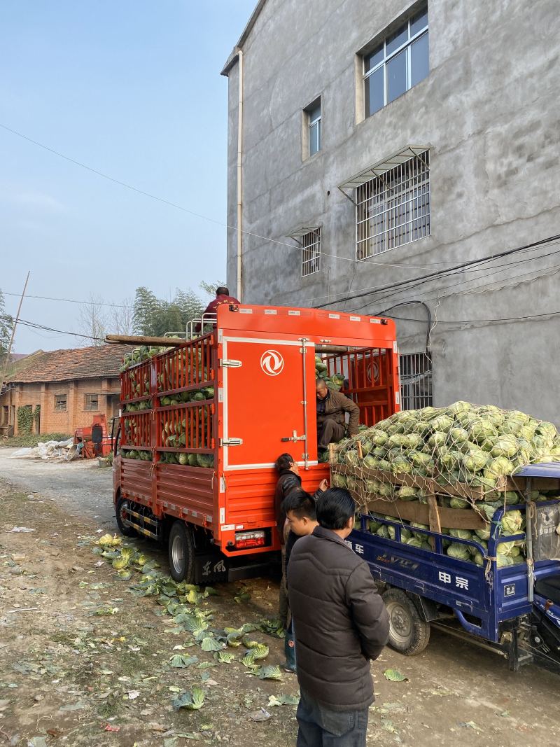 【荐】湖北京丰精品扁包刚开园颜色清秀可供超市加工厂