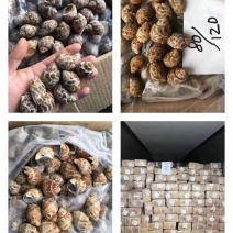 新鲜东风螺规格水产
