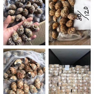 新鲜东风螺规格水产