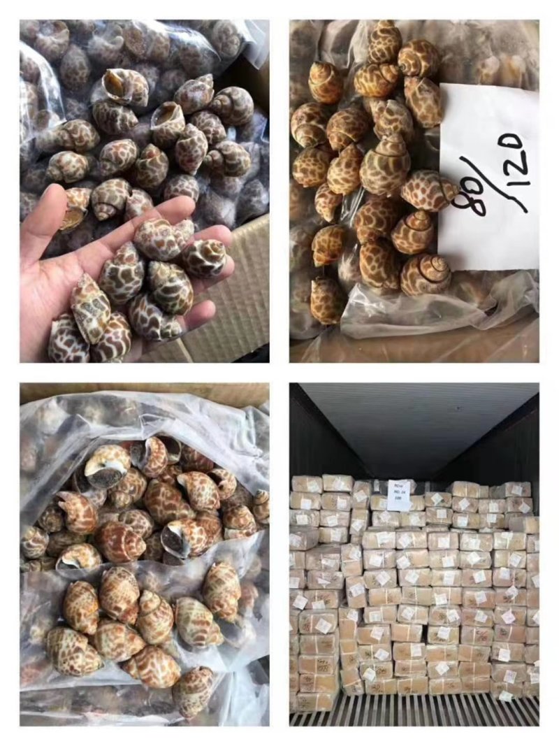 新鲜东风螺规格水产