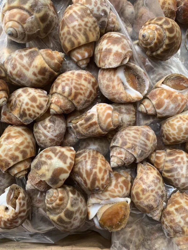 新鲜东风螺规格水产