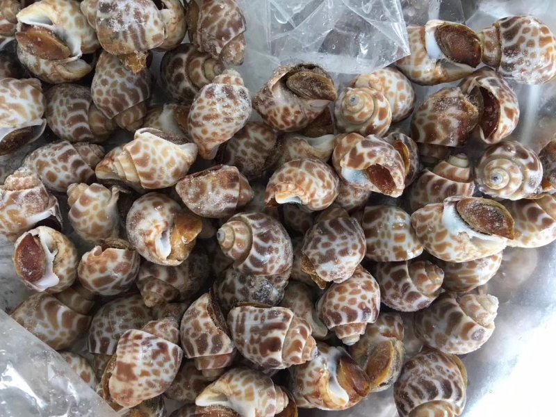 新鲜东风螺规格水产