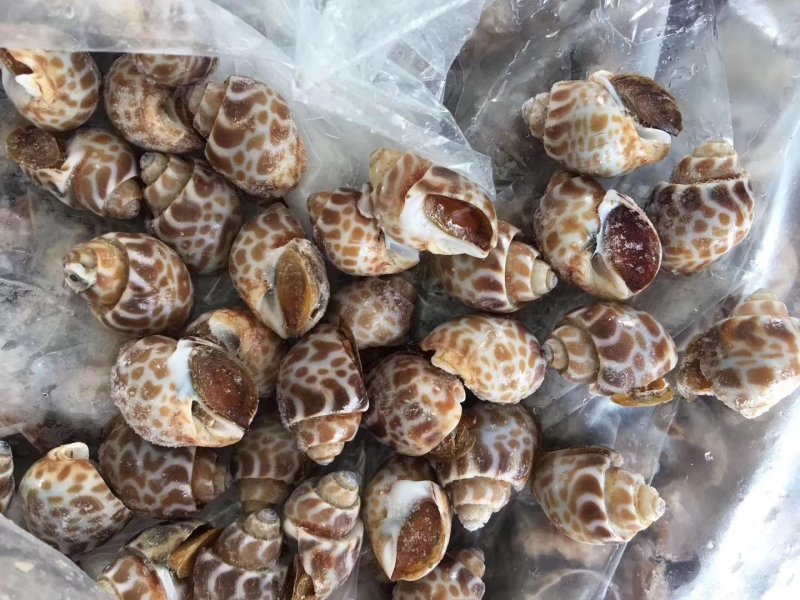 新鲜东风螺规格水产