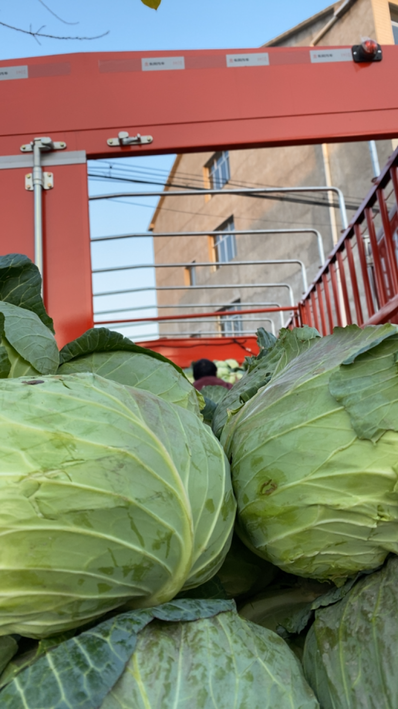 【荐】湖北京丰精品扁包刚开园颜色清秀可供超市加工厂