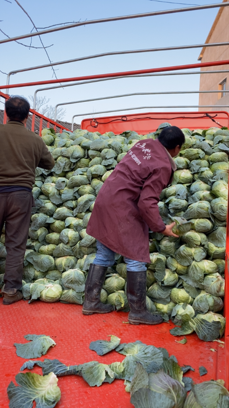 【荐】湖北京丰精品扁包刚开园颜色清秀可供超市加工厂