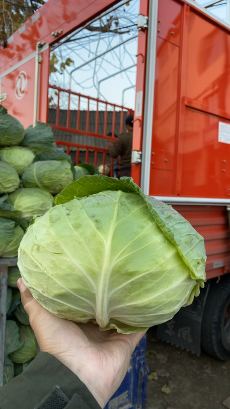 【荐】湖北京丰精品扁包刚开园颜色清秀可供超市加工厂