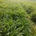 基地直销玉簪苗优质紫玉簪苗价格大花金娃娃萱草价格