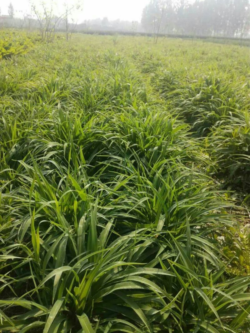 基地直销玉簪苗优质紫玉簪苗价格大花金娃娃萱草价格