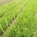 基地直销玉簪苗优质紫玉簪苗价格大花金娃娃萱草价格