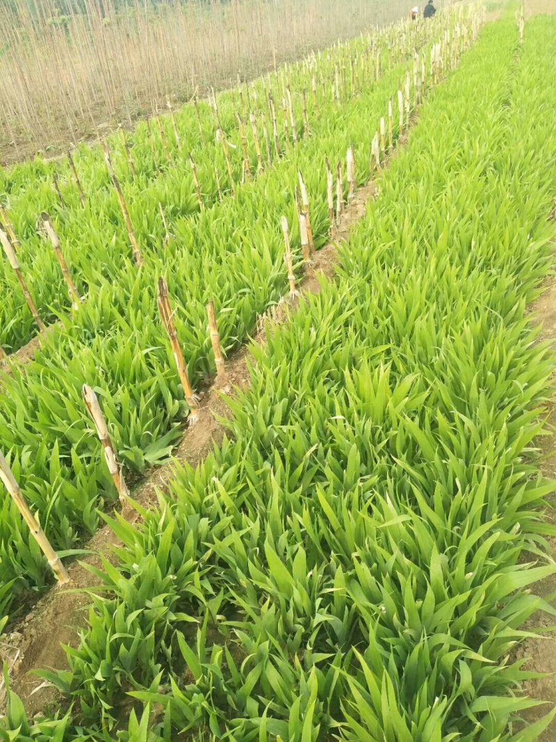 基地直销玉簪苗优质紫玉簪苗价格大花金娃娃萱草价格