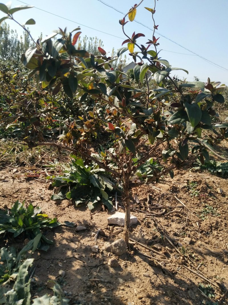 【有好货】红色金银花苗，金银花树桩盆景