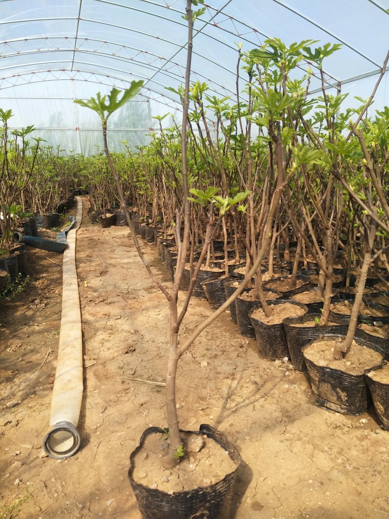【有好货】优质无花果苗基地直发包成活包品种诚信经营放心苗