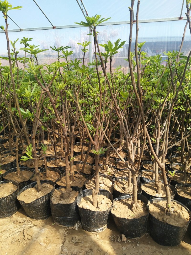 【有好货】优质无花果苗基地直发包成活包品种诚信经营放心苗