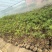 【有好货】优质无花果苗基地直发包成活包品种诚信经营放心苗