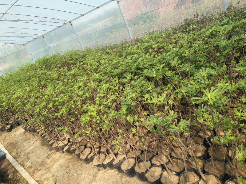【有好货】优质无花果苗基地直发包成活包品种诚信经营放心苗
