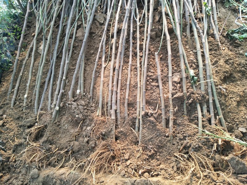 【有好货】优质无花果苗基地直发包成活包品种诚信经营放心苗