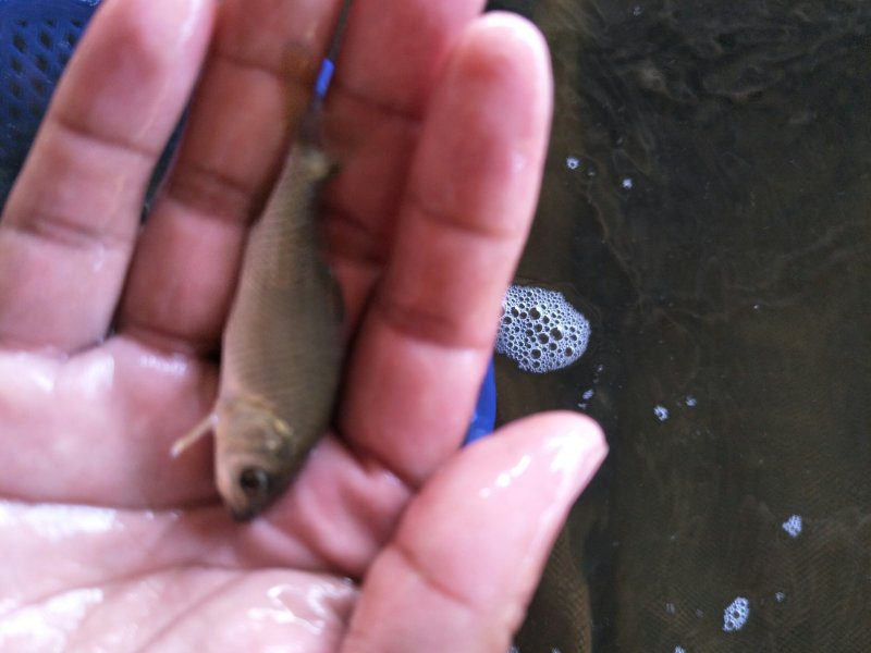 鲤鱼苗鲤鱼红鲤鱼苗基地直供，提供技术指导，送货上门