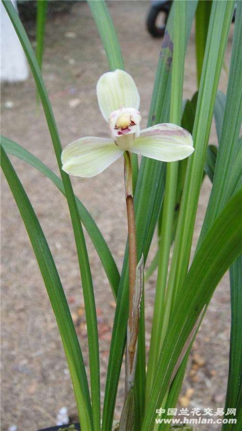 长期大量批发四川通江春剑蕙兰春兰盆景兰花