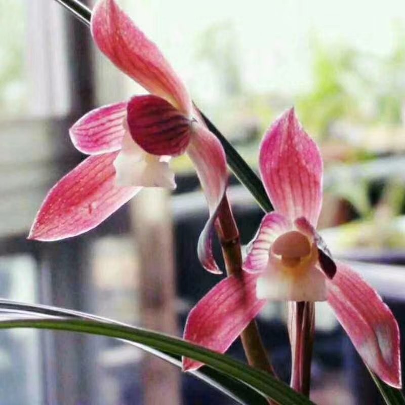 长期大量批发四川通江春剑蕙兰春兰盆景兰花