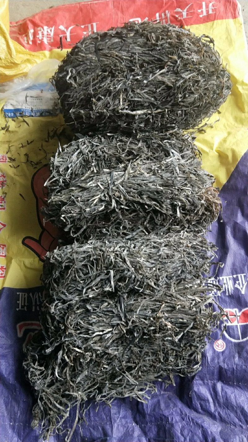 福建霞浦无沙纯青海带长丝大促销