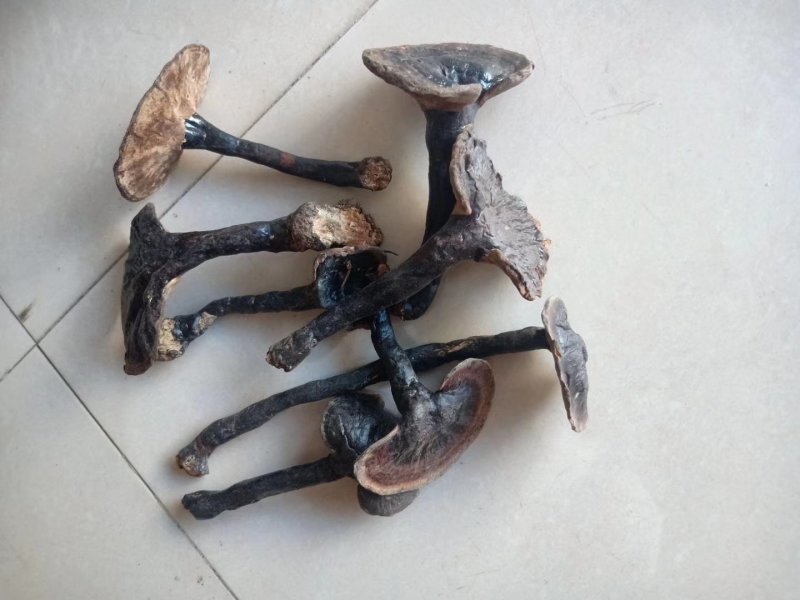 中小灵芝，野生灵芝。伞面6CM以下
