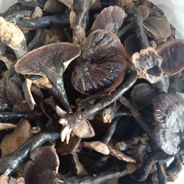 中小灵芝，野生灵芝。伞面6CM以下
