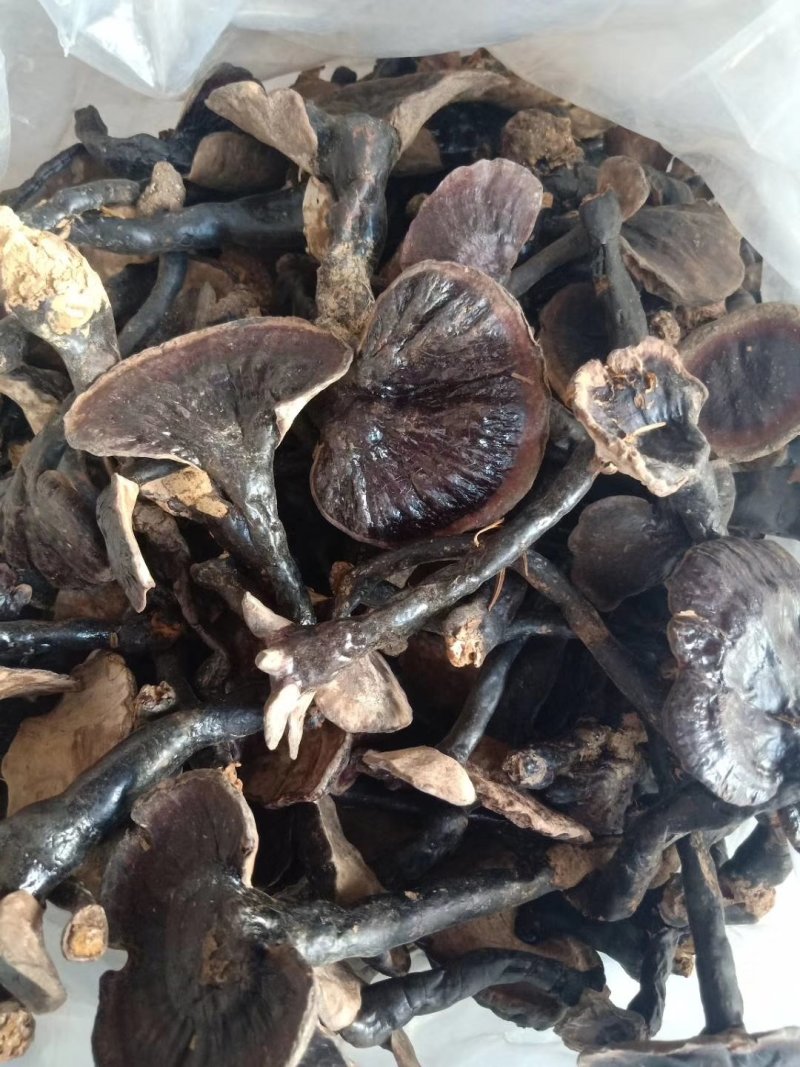 中小灵芝，野生灵芝。伞面6CM以下