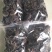中小灵芝，野生灵芝。伞面6CM以下