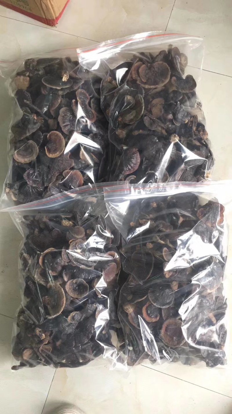 中小灵芝，野生灵芝。伞面6CM以下
