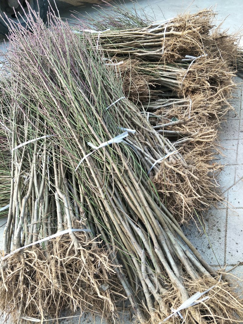 基地直销0.8公分映霜红桃树苗秋彤桃树苗批发价格油桃黄桃