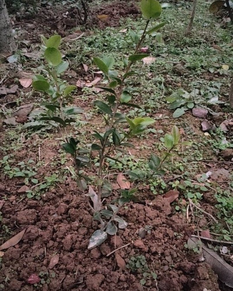 茶梅、色块茶梅，精品小苗基地直发包成活